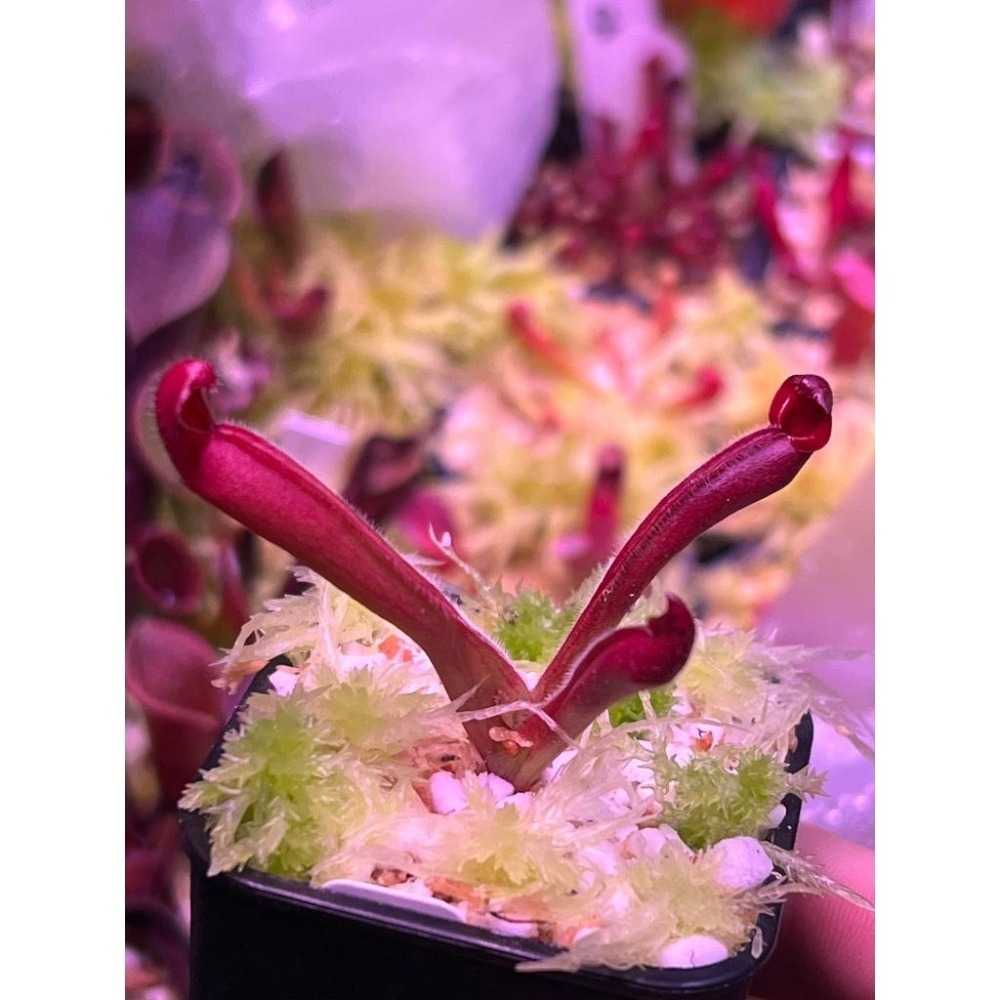 鷹鉤交艾俄那西太陽瓶子草H. uncinata(big) x ionasi (Red Giant) AW-細節圖2
