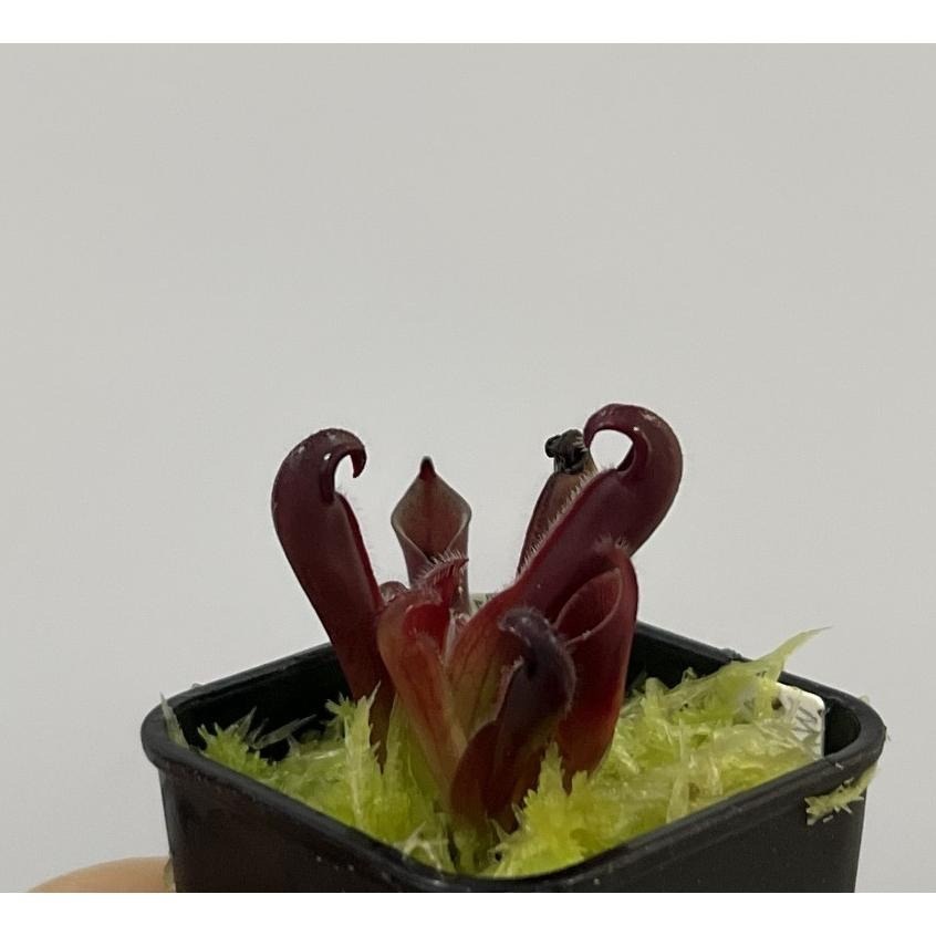 蠟葉交剛毛太陽瓶子草H. ceracea x hispida (Cerro Neblina) AW