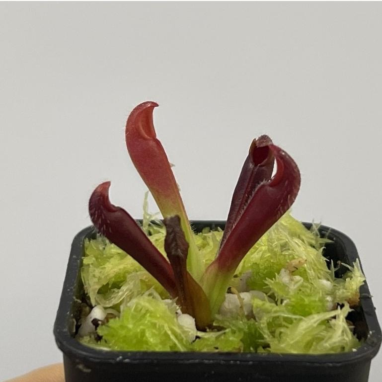 泰特太陽瓶子草H. tatei