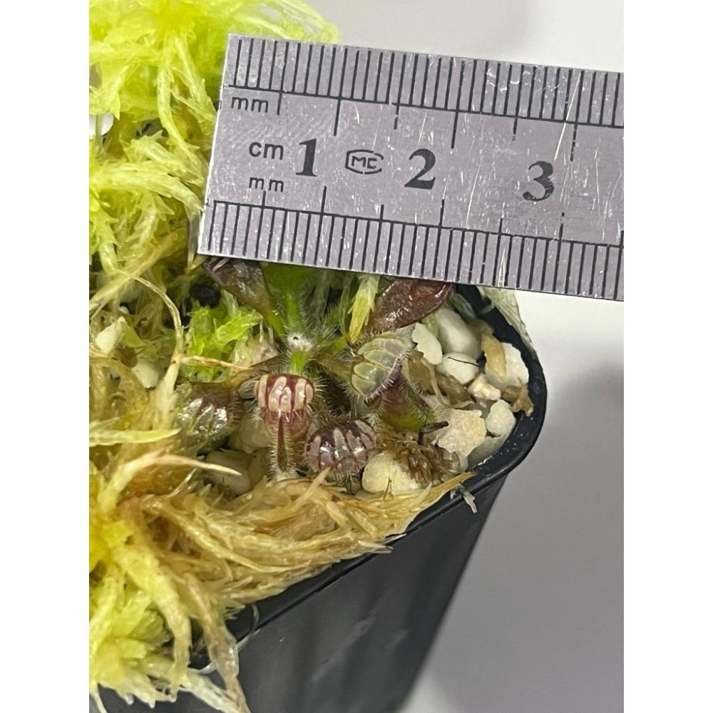 球球x悍馬巨人土瓶草