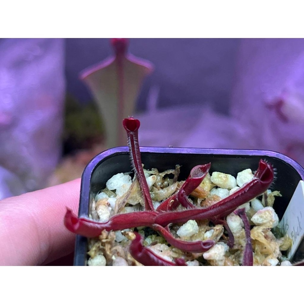 似瓶交勃根地黑小太陽 H. sarracenioides x minor ＇burgundy black＇-細節圖2
