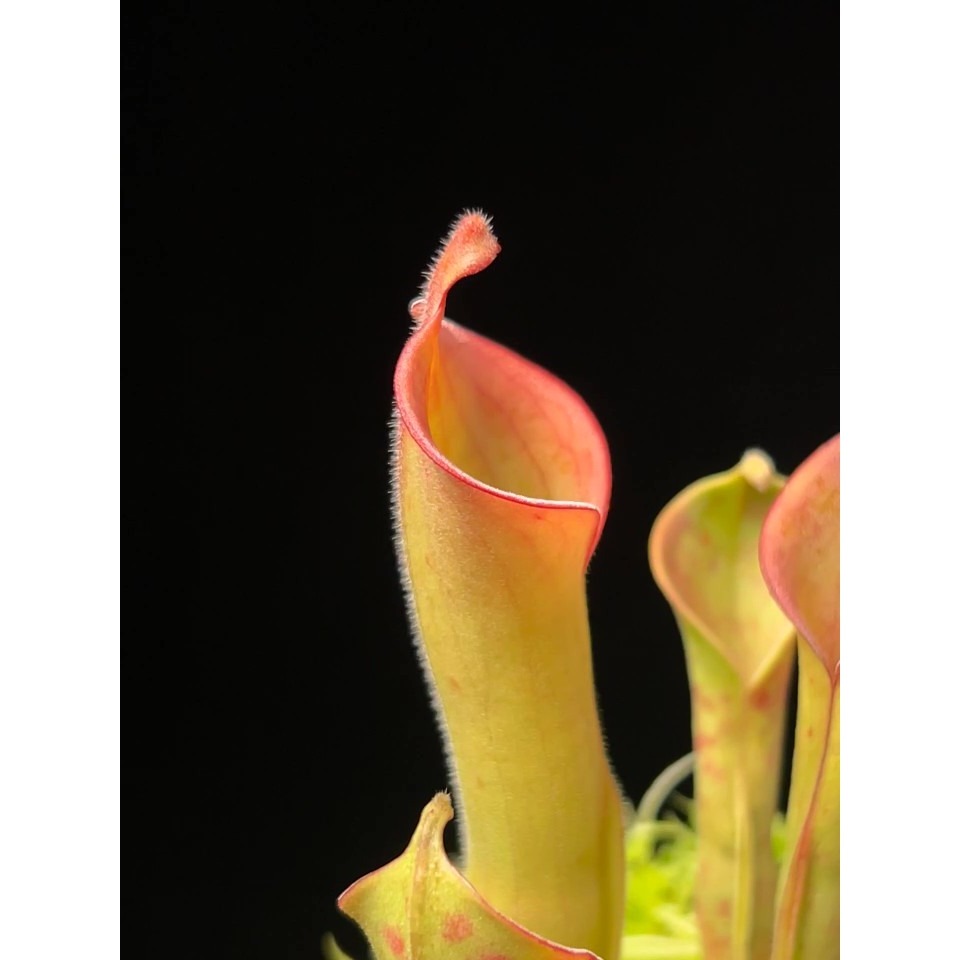 無毛太陽瓶子草H. glabra (Serra Do Sol, Guyana)-細節圖2
