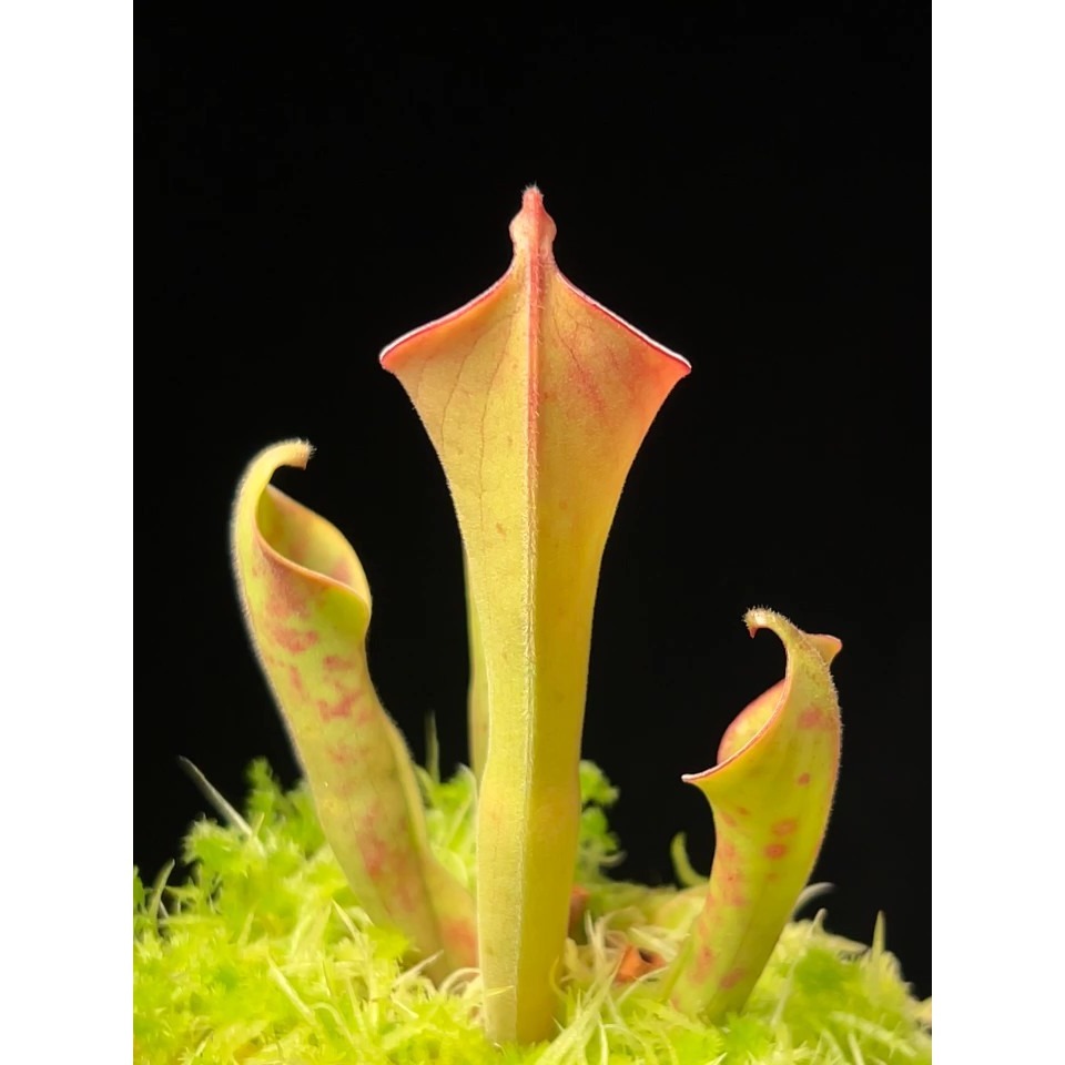 無毛太陽瓶子草H. glabra (Serra Do Sol, Guyana)-細節圖3
