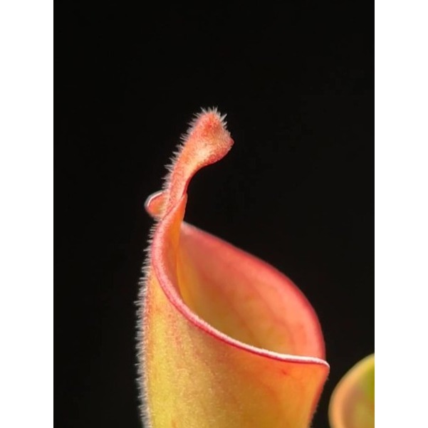 無毛太陽瓶子草H. glabra (Serra Do Sol, Guyana)-細節圖4