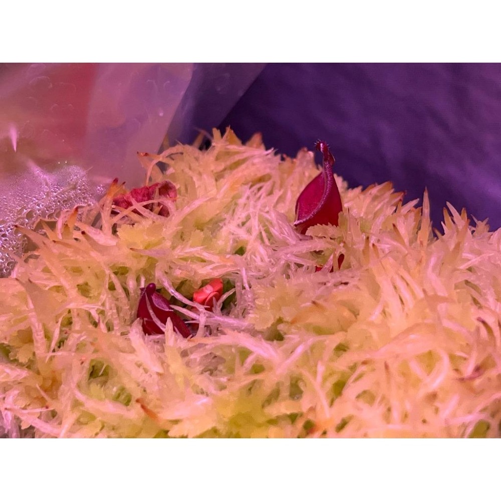 黑櫻桃太陽瓶子草Heliamphora ＇Black Cherry＇-細節圖2