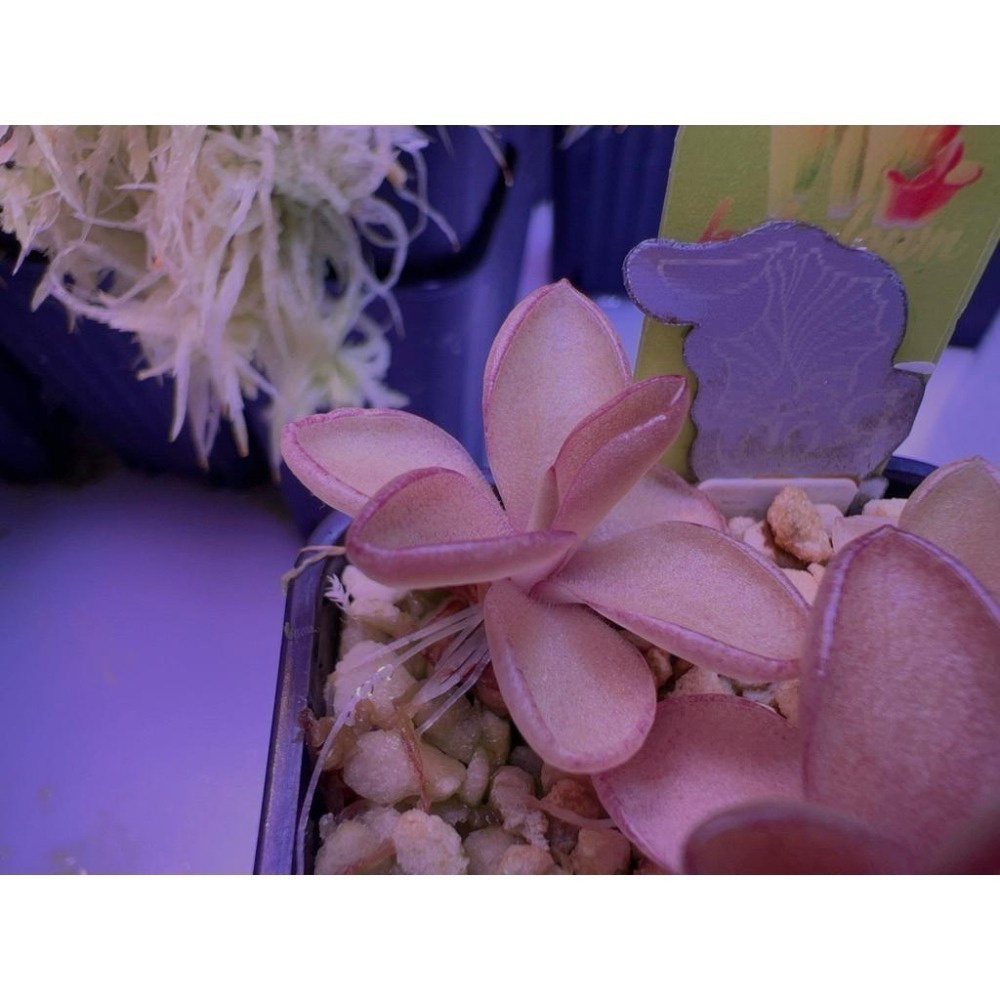 金髮樹莓捕蟲堇Pinguicula ＇Razzberry Blonde＇
