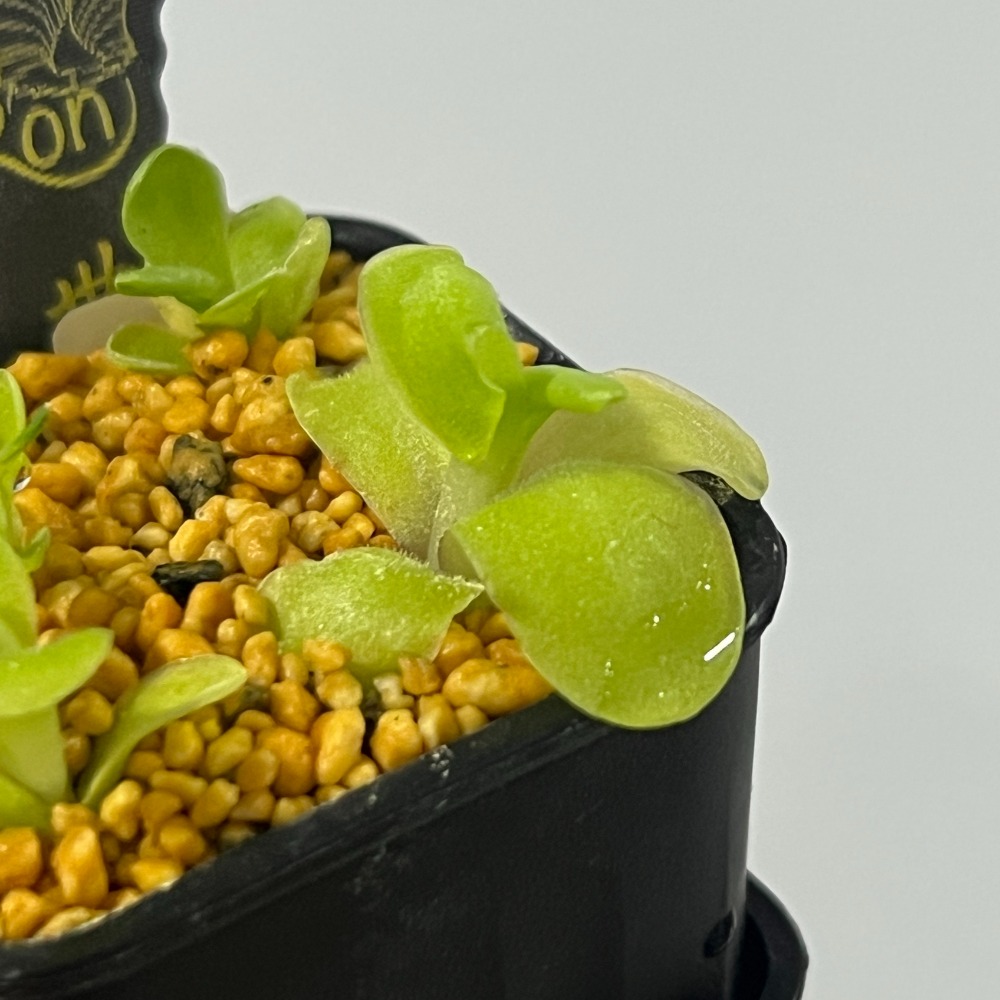 金髮樹莓捕蟲堇Pinguicula ＇Razzberry Blonde＇-規格圖1