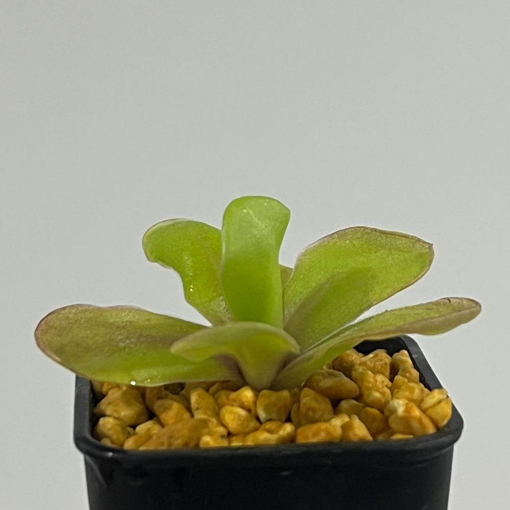 金髮樹莓捕蟲堇Pinguicula ＇Razzberry Blonde＇-規格圖2