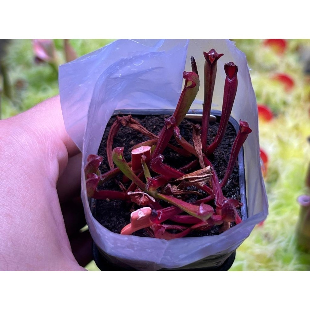深紅太陽瓶子草H. heterodoxa ＇Dark Red＇ Fischer-細節圖2