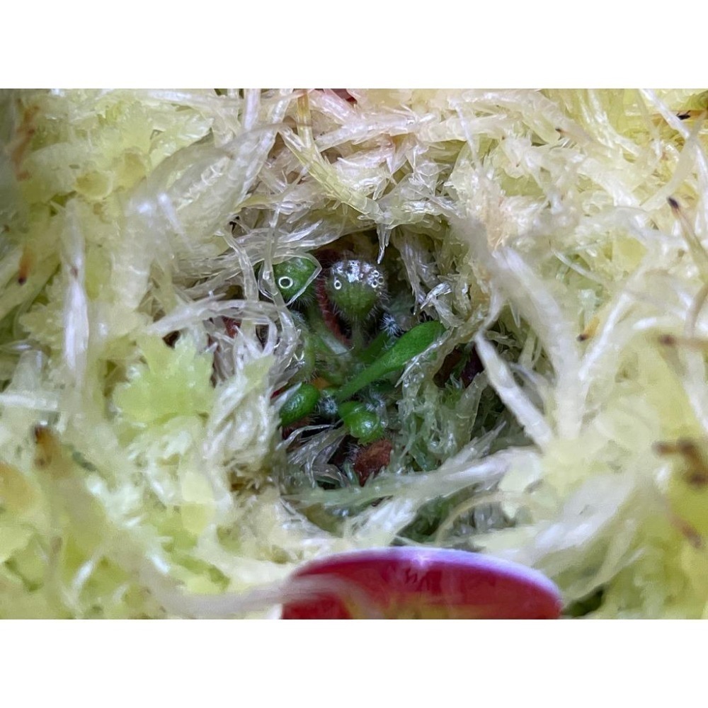 馬丁斯德科爾黑土瓶草C. follicularis ＇Martin Stöckl＇