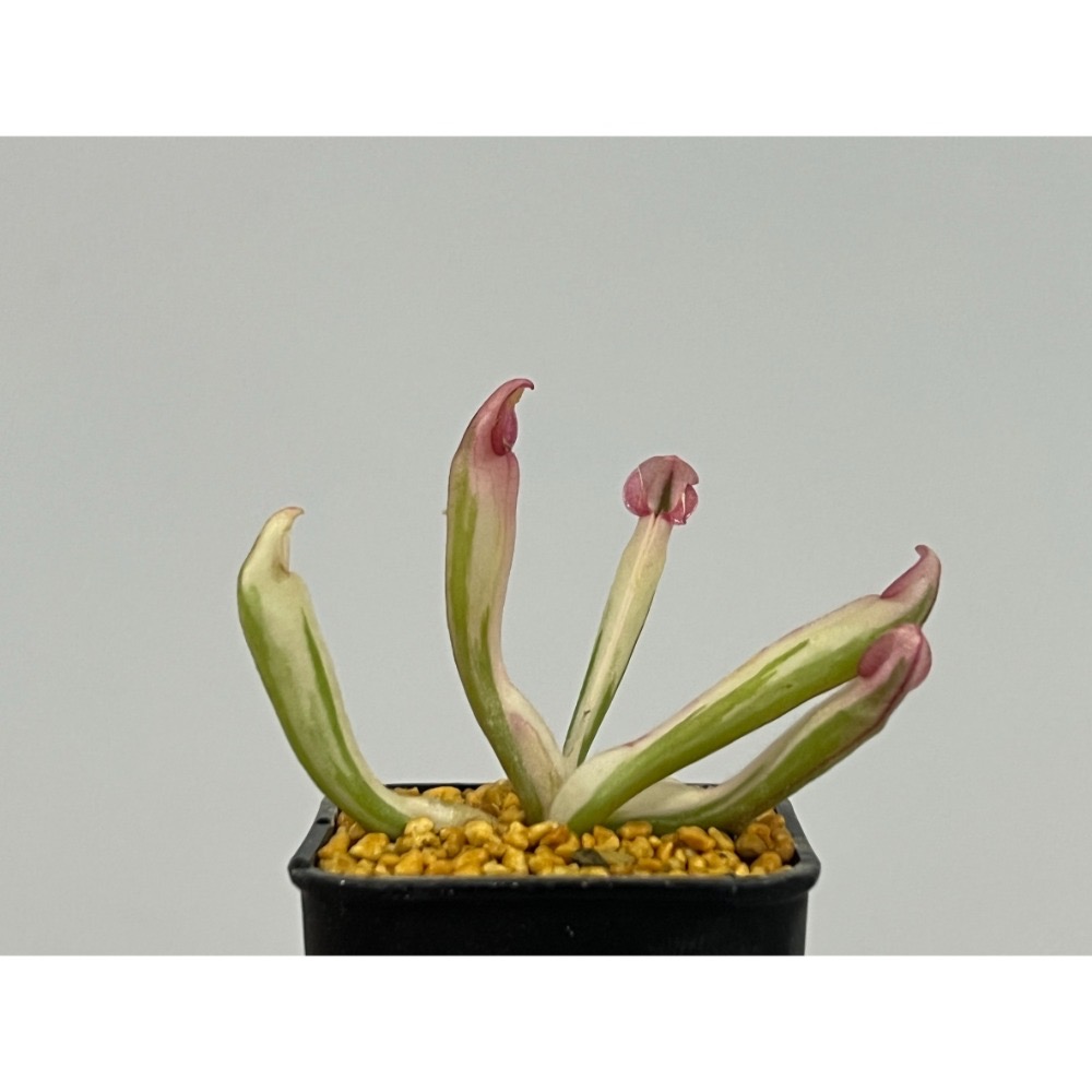 火烈鳥太陽瓶子草 Heliamphora ＇Flamingo＇ BCP-規格圖1