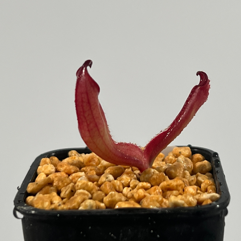 另解太陽瓶子草 H. heterodoxa AW