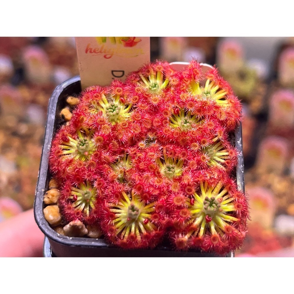 迷你毛氈苔苞芽 迷你毛 食蟲植物 (苞芽型態 非幼苗)