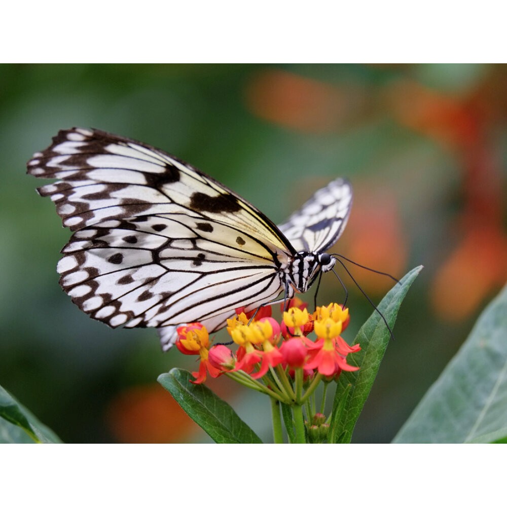 💯正品🏆 現貨 公司貨 全新未拆 Fujifilm XF 55-200mm F3.5-4.8 R LM OIS 望遠變焦-細節圖5