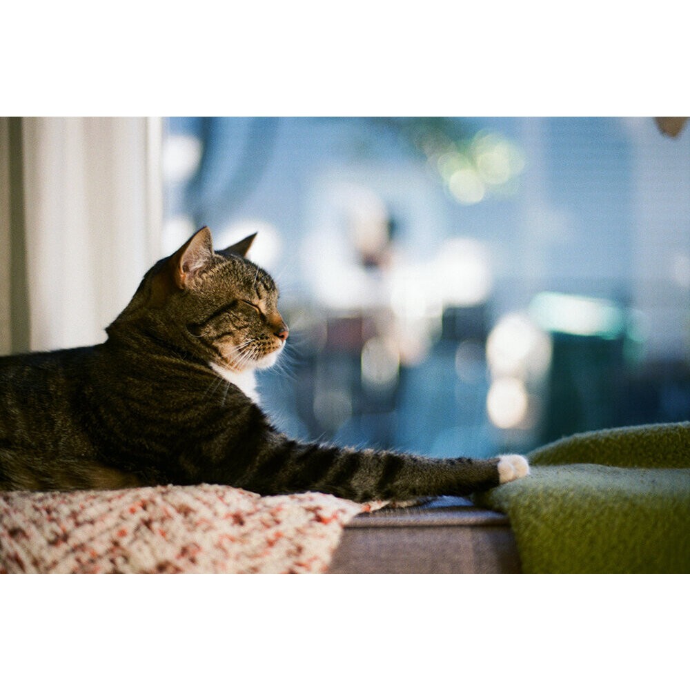 💯正品 柯達 Kodak ProImage 100 彩色負片 135底片 35mm M35 M38 F9 H35 底片相-細節圖6