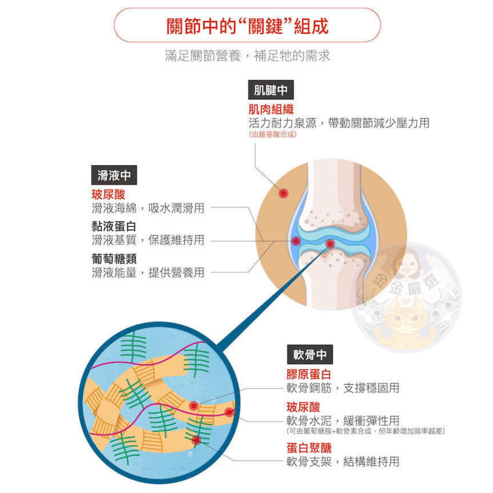 金金嚴選 (買就送濕紙巾) 木入森 木入森有關膝 貓咪有關膝 貓咪關節保養 貓關節保養 貓咪保健品-細節圖8