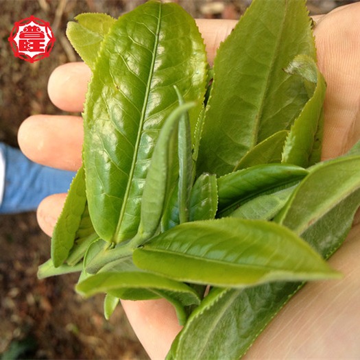 2019年布朗普洱茶生餅~布朗單株千年，普洱古樹茶，普洱正春茶，限量極品等級，優惠價2餅8400元-細節圖7