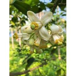 【 清風茶行】茶包組-細節圖2
