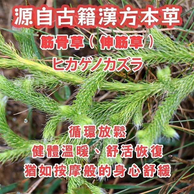超合筋骨草複方膠囊【新和春本草】-細節圖6