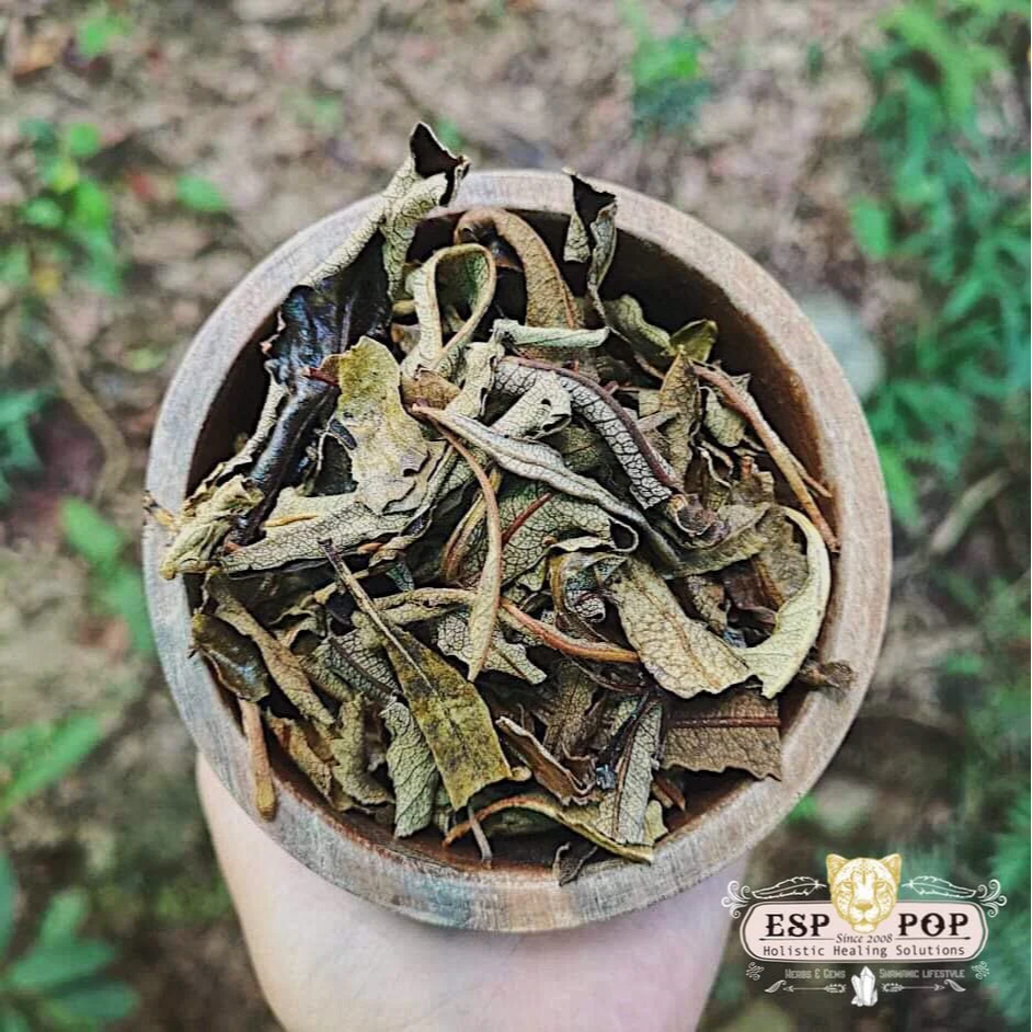 台灣 ESPpop 天然靈性薰香 Yerba Santa 北美聖草 20g｜祖父的草藥-細節圖2