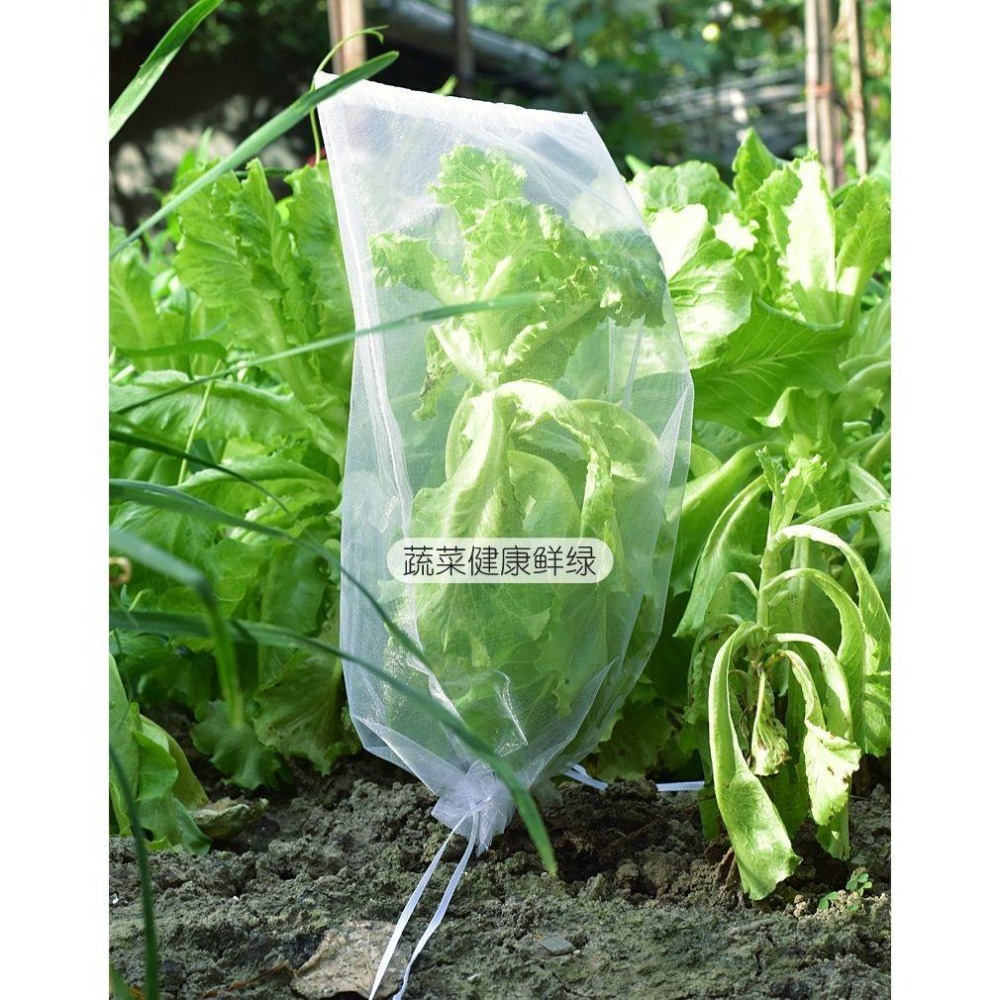 【雙拉繩紗袋-大號單入】水果套袋 紗網袋 雪紗網 防蟲網袋 水果網袋 紗袋 套袋 整理袋 雪紗袋 防蟲網 防蟲袋 防蟲網-細節圖7