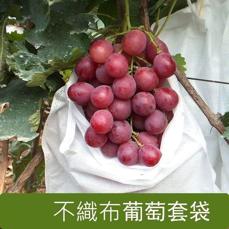 【水果套袋】50入 防蟲網 防蟲 水果套袋 網袋 紗網袋 網袋 水果網袋 套袋 透氣 防果蠅 防鳥-細節圖6