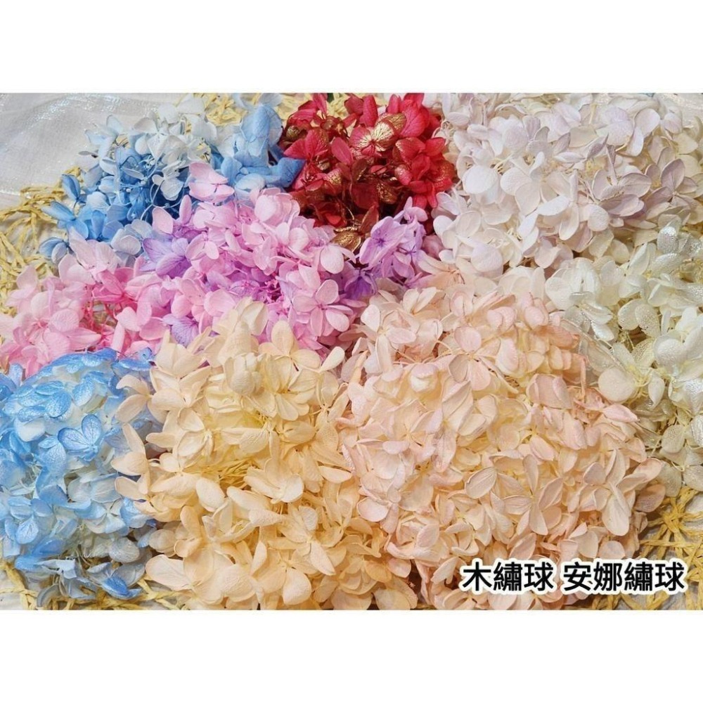 【永生花5克/20克】永生花/安娜繡球/永生繡球花/木繡球/繡球花/DIY/不凋花/乾燥花/手腕花/胸花-細節圖3