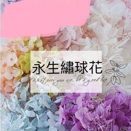 【永生花5克/20克】永生花/安娜繡球/永生繡球花/木繡球/繡球花/DIY/不凋花/乾燥花/手腕花/胸花-細節圖5