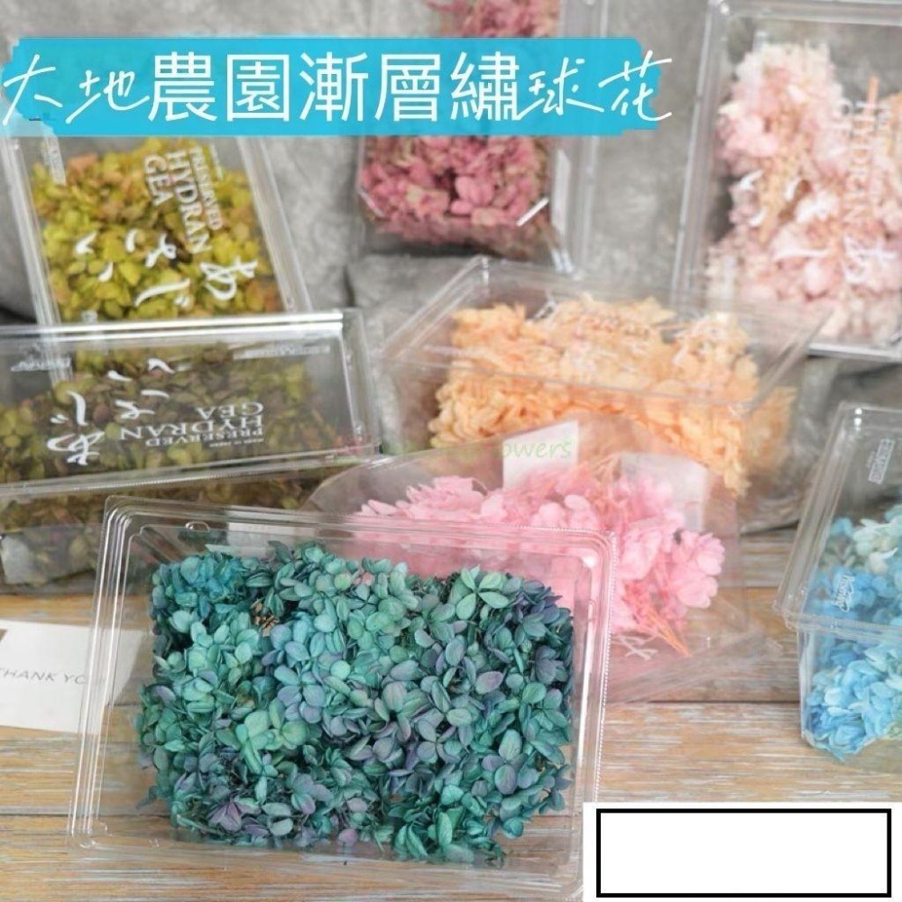 【永生花5克/20克】永生花/安娜繡球/永生繡球花/木繡球/繡球花/DIY/不凋花/乾燥花/手腕花/胸花-細節圖6