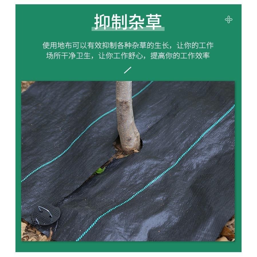 【打孔防草布】果樹 除草布 果園 蓋布 園林 防草地布 遮草布 除草布 園藝 切片草布 雜草蓆-細節圖5