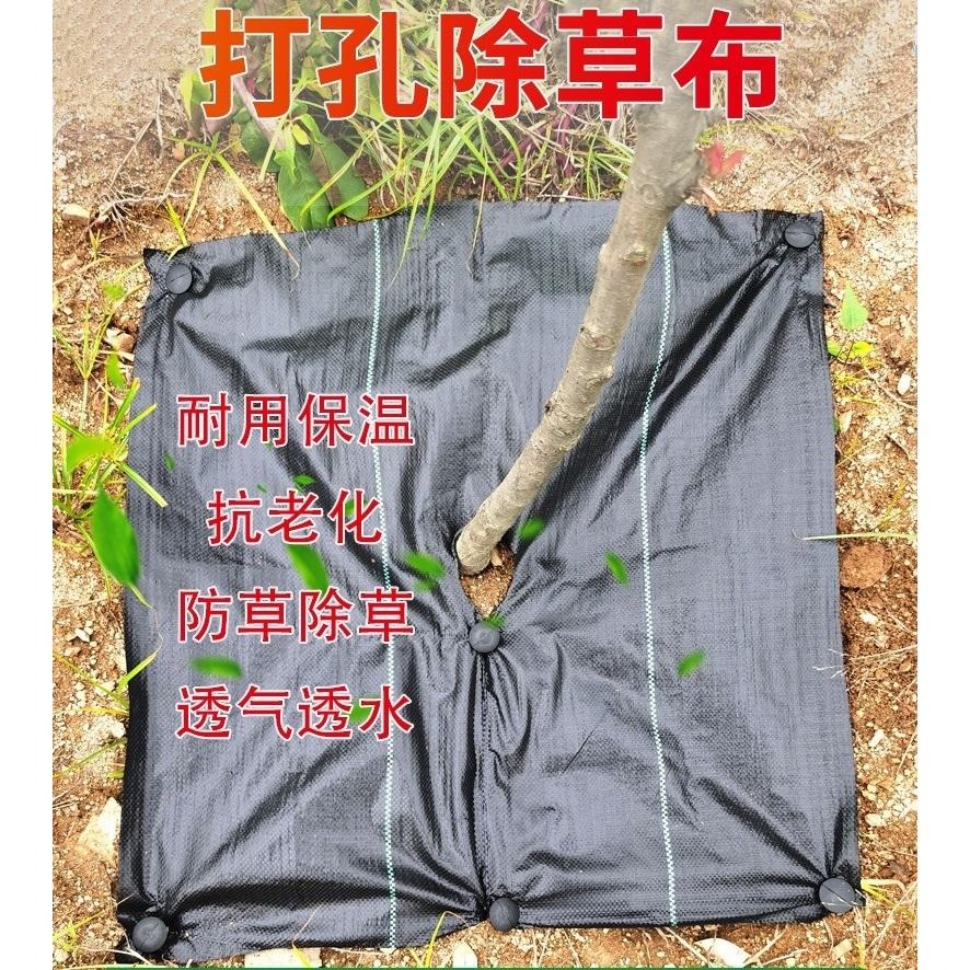 【打孔防草布】果樹 除草布 果園 蓋布 園林 防草地布 遮草布 除草布 園藝 切片草布 雜草蓆-細節圖6