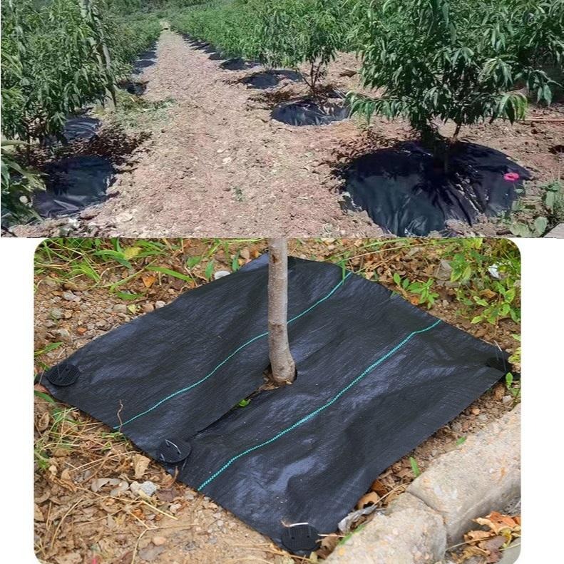 【打孔防草布】果樹 除草布 果園 蓋布 園林 防草地布 遮草布 除草布 園藝 切片草布 雜草蓆-細節圖7