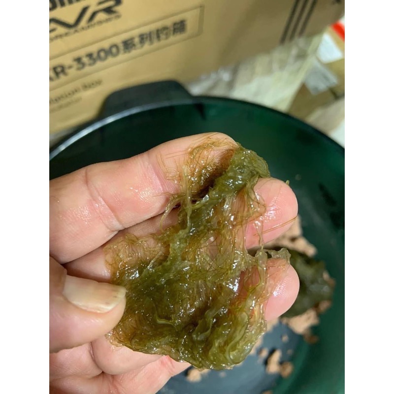 [唬唬生瘋官方直營店] 昆布絲-細節圖3