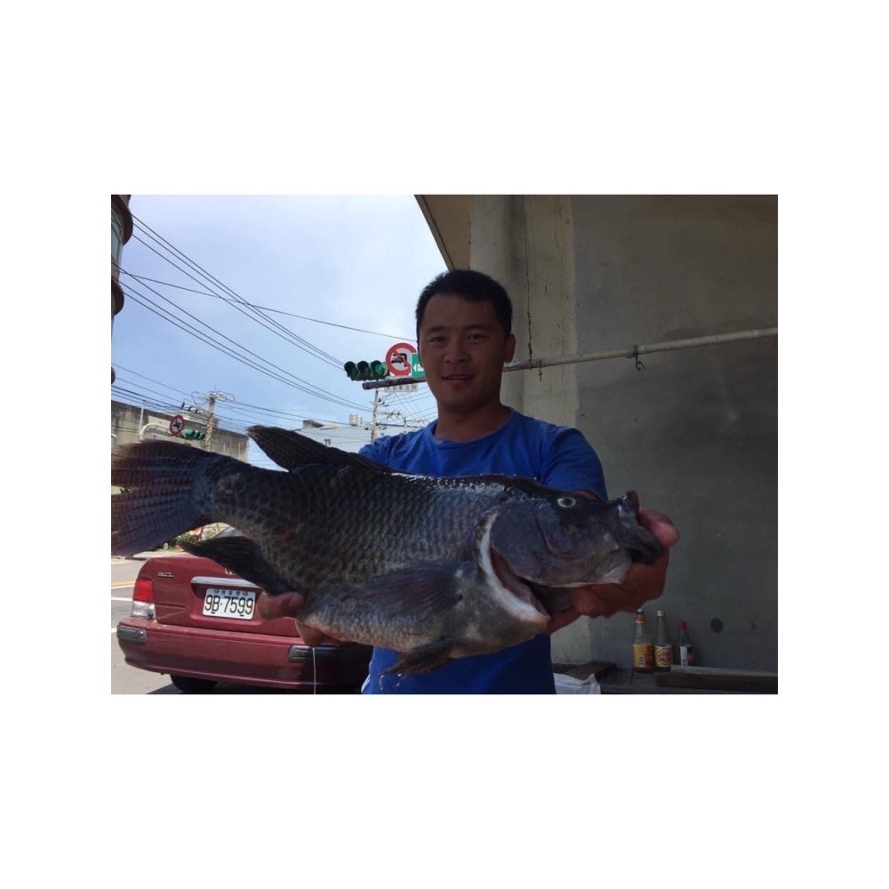 [唬] 日本東麗A90 碳纖子線 標準線徑100%carbon 福壽魚子線 釣魚線 釣魚配件-細節圖5
