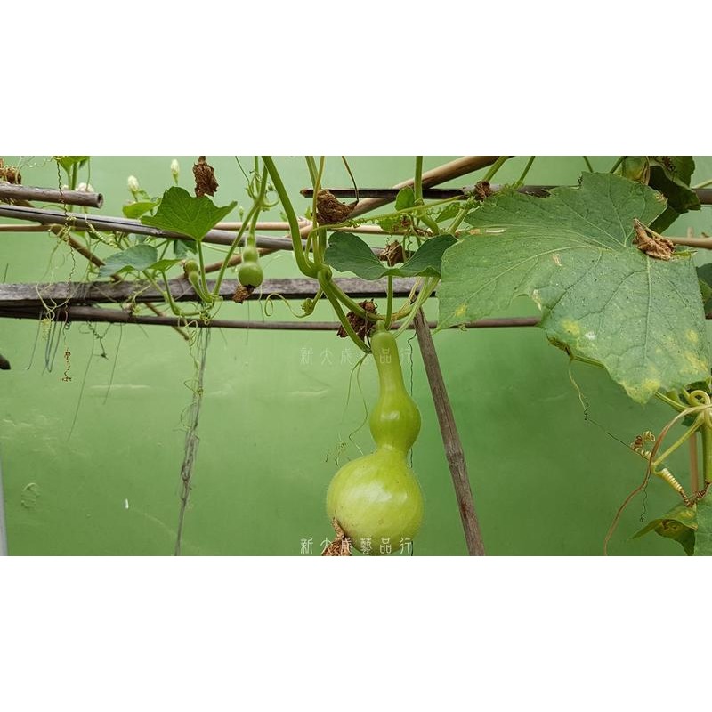 葫蘆種子 葫蘆籽 葫蘆 高度5-30cm葫蘆 1包10顆 蒲瓜 文玩葫蘆 觀賞 遮陽-細節圖4