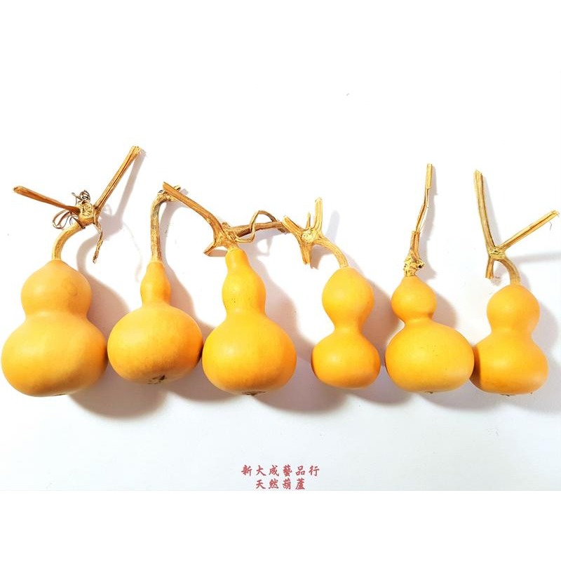 葫蘆種子 葫蘆籽 葫蘆 高度5-30cm葫蘆 1包10顆 蒲瓜 文玩葫蘆 觀賞 遮陽-細節圖7