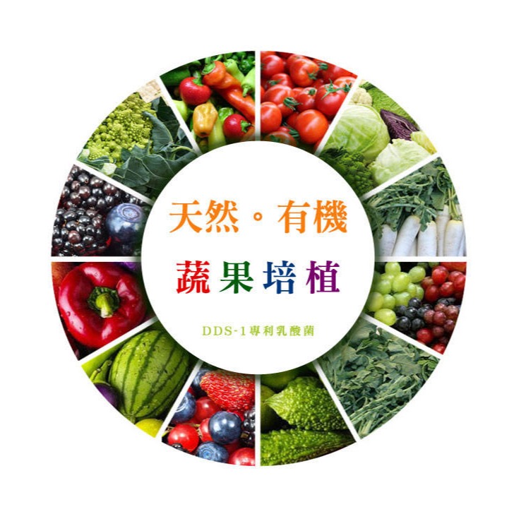 DDS-1專利乳酸菌(天然有機蔬果培植，保證每公克含活菌220億)-細節圖3