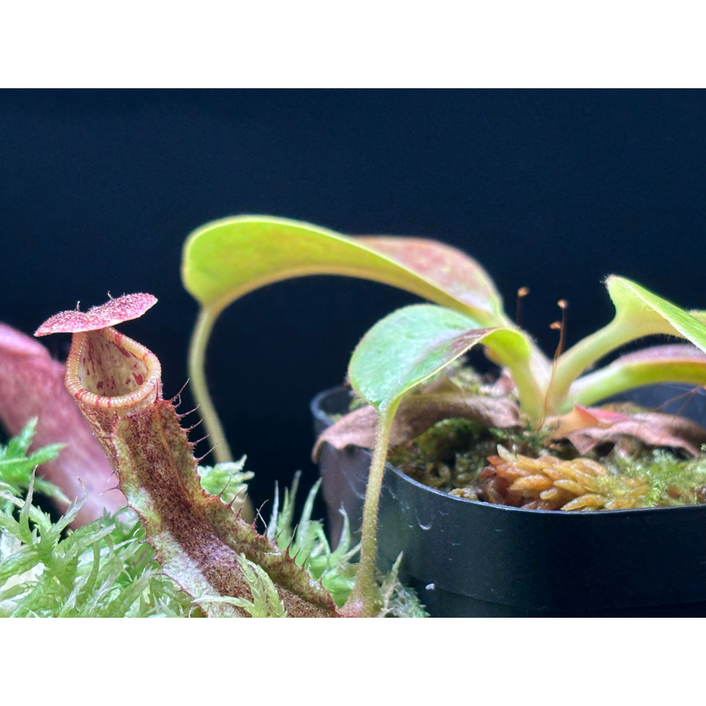 Nepenthes lvb x lvb-細節圖2