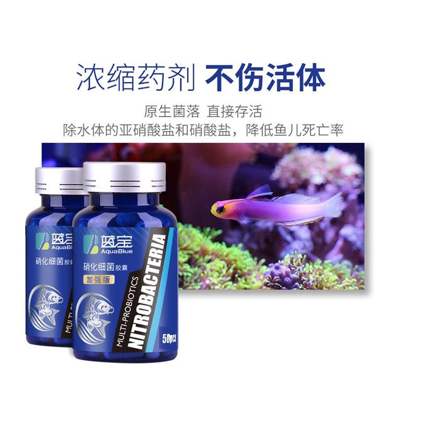 升級版50粒裝 加強升級版 藍寶硝化菌膠囊 污水淨化硝化細菌 魚缸水族箱濃縮硝化菌乾粉膠囊 穩定水質 水族藥劑 淨化水質-細節圖4