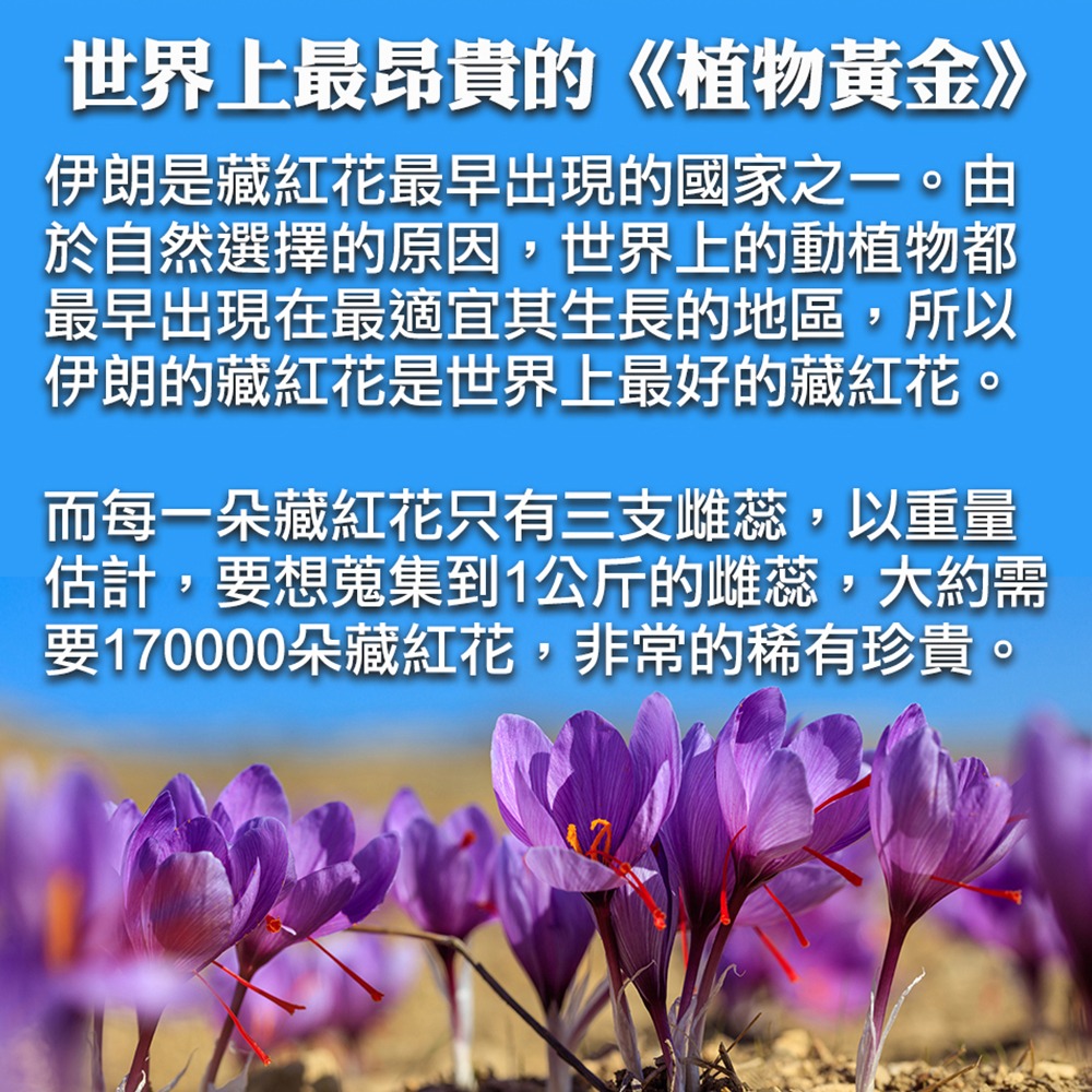 百年德安堂頂級Super Negin番紅花-細節圖2