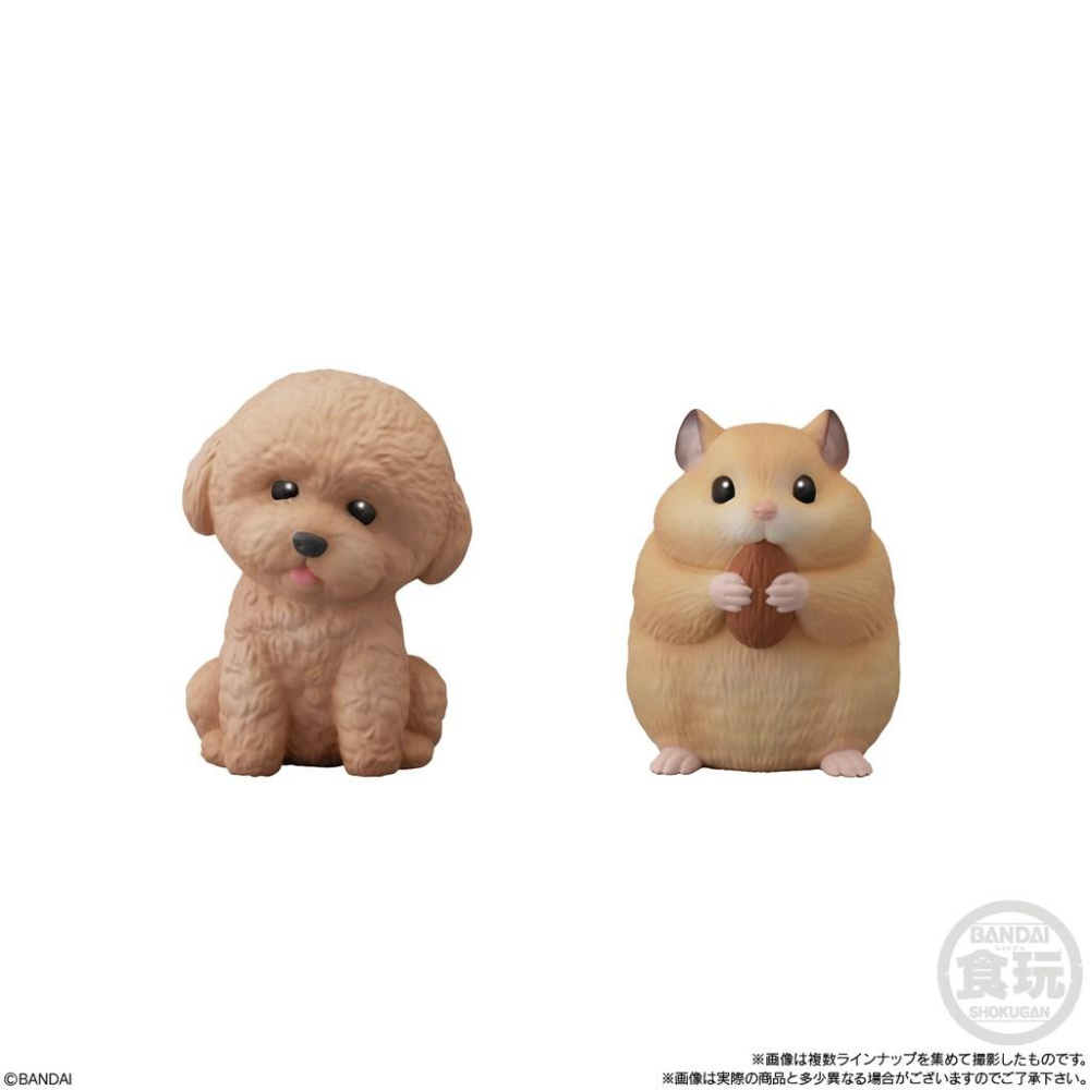 現貨）日本代購 盒玩系列 萌寵大集合 2021年2月-細節圖5