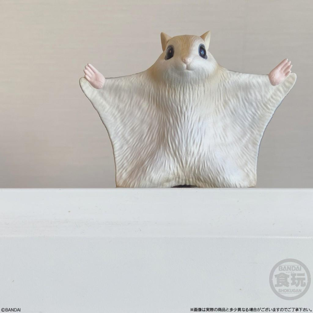 現貨）日本代購 盒玩系列 萌寵大集合 2021年2月-細節圖8