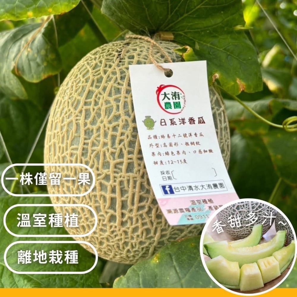 大洧農園-阿露斯洋香瓜（單入禮盒）-細節圖6