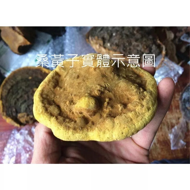 (助眠)桑黃多醣綜合菌絲體（粉末）-五行調和原理配方（粉末）-細節圖2