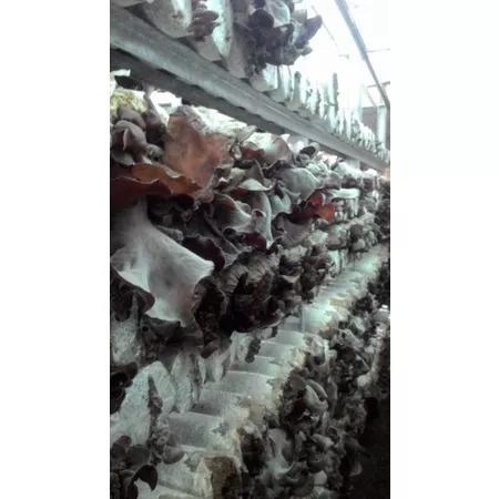 養生黑木耳粉(可即食)-養生+順暢二合一配方,天然潤腸-細節圖3