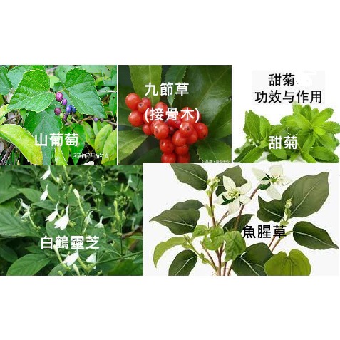 美人計-熟齡肌專用緊緻養顏皂-A計畫-細節圖4