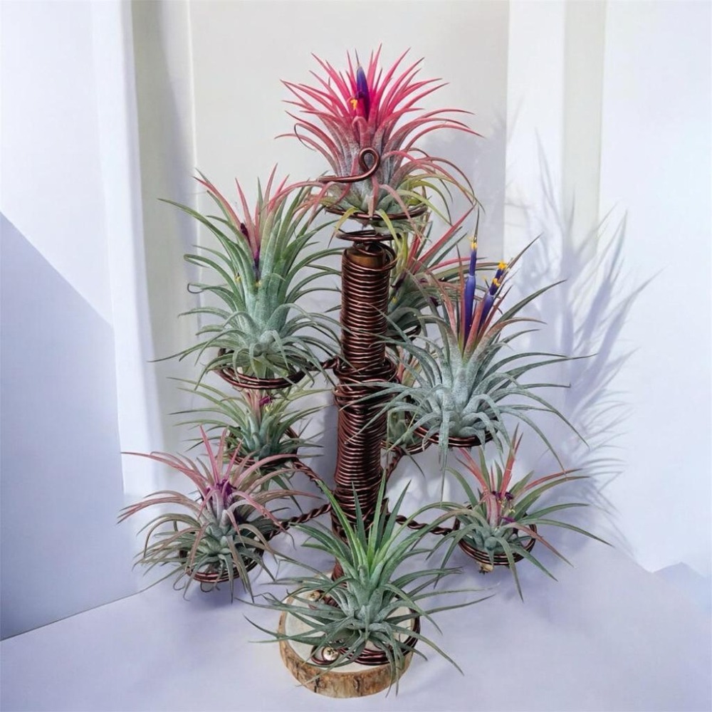 微甜多肉小陽台．空氣鳳梨的家｜鋁線手作．三層空鳳鋁線樹，有底座（不含植物）-細節圖2