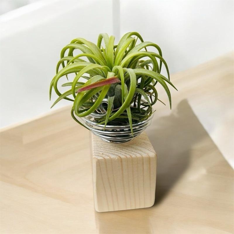 微甜多肉小陽台．空氣鳳梨的家｜鋁線手作．空氣鳳梨置物架｜積木款-細節圖2