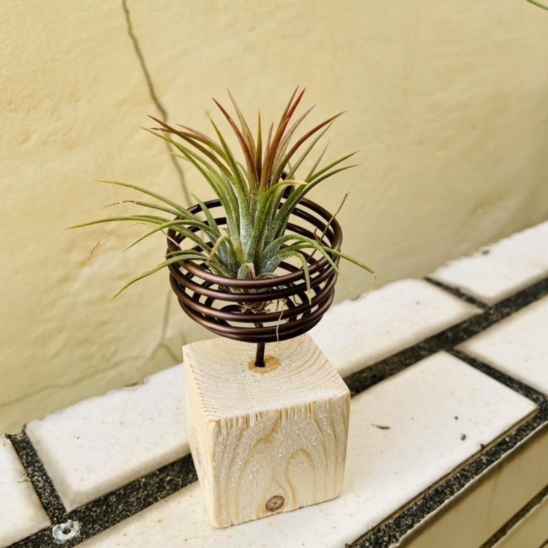 微甜多肉小陽台．空氣鳳梨的家｜鋁線手作．空氣鳳梨置物架｜積木款-細節圖6