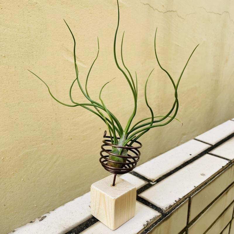 微甜多肉小陽台．空氣鳳梨的家｜鋁線手作．空氣鳳梨置物架｜積木款-細節圖7